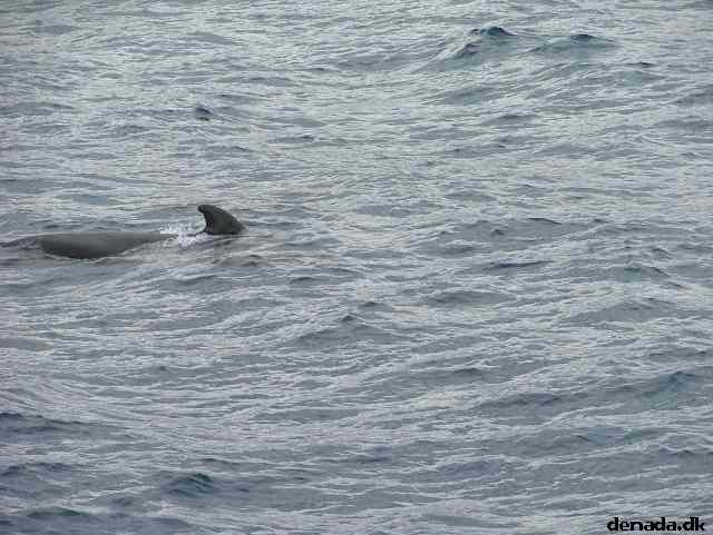 * Image 182