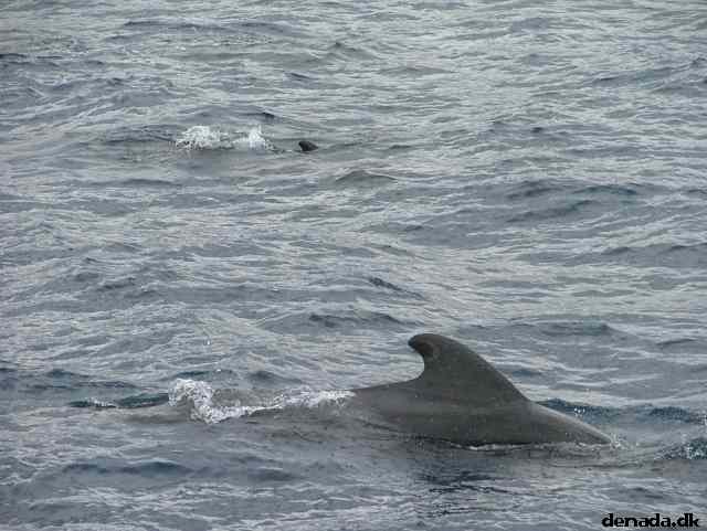 * Image 183