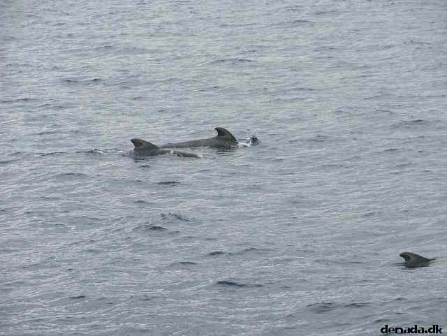 * Image 193
