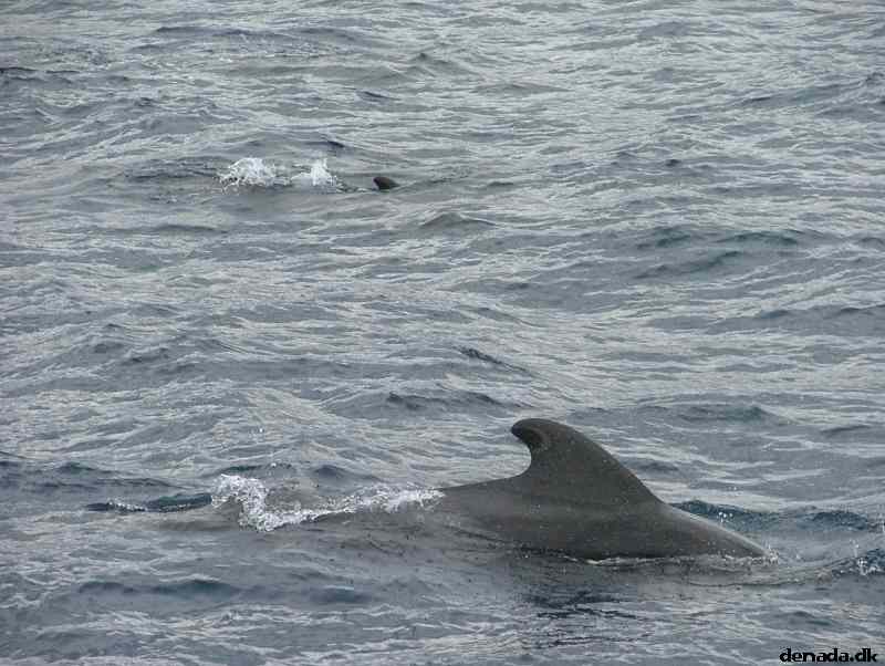 * Image 183