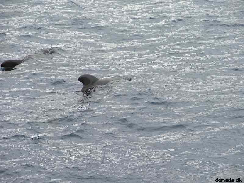 * Image 195