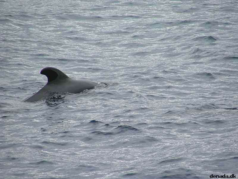* Image 196