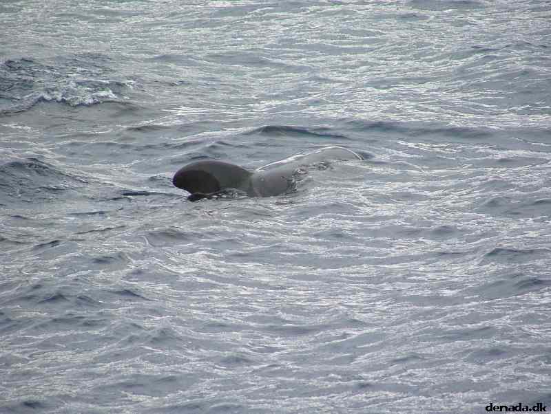 * Image 197