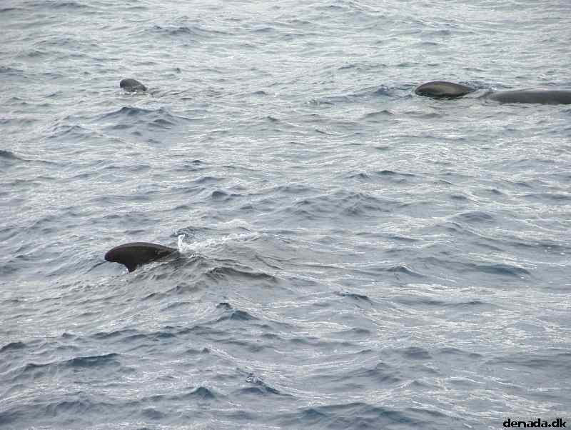 * Image 200
