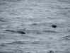 DSCF4090.JPG - 2007:01:26 00:03:37