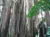 Tenerife_174.jpg - 2007:01:27 14:23:25