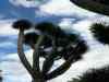 Tenerife_188.jpg - 2007:01:27 14:31:23