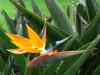 Tenerife_191.jpg - 2007:01:27 14:32:37