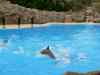 Tenerife_369.jpg - 2007:01:27 16:07:54