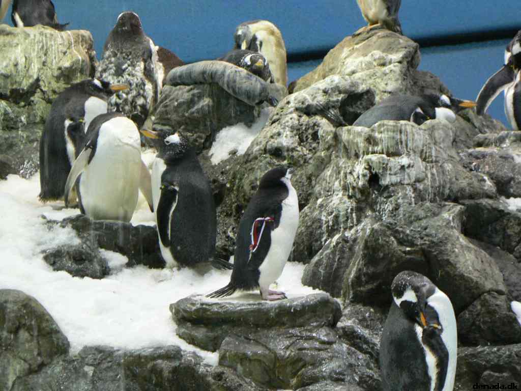* Image 135