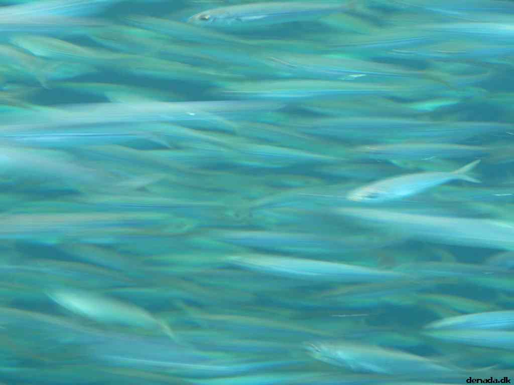 * Image 158