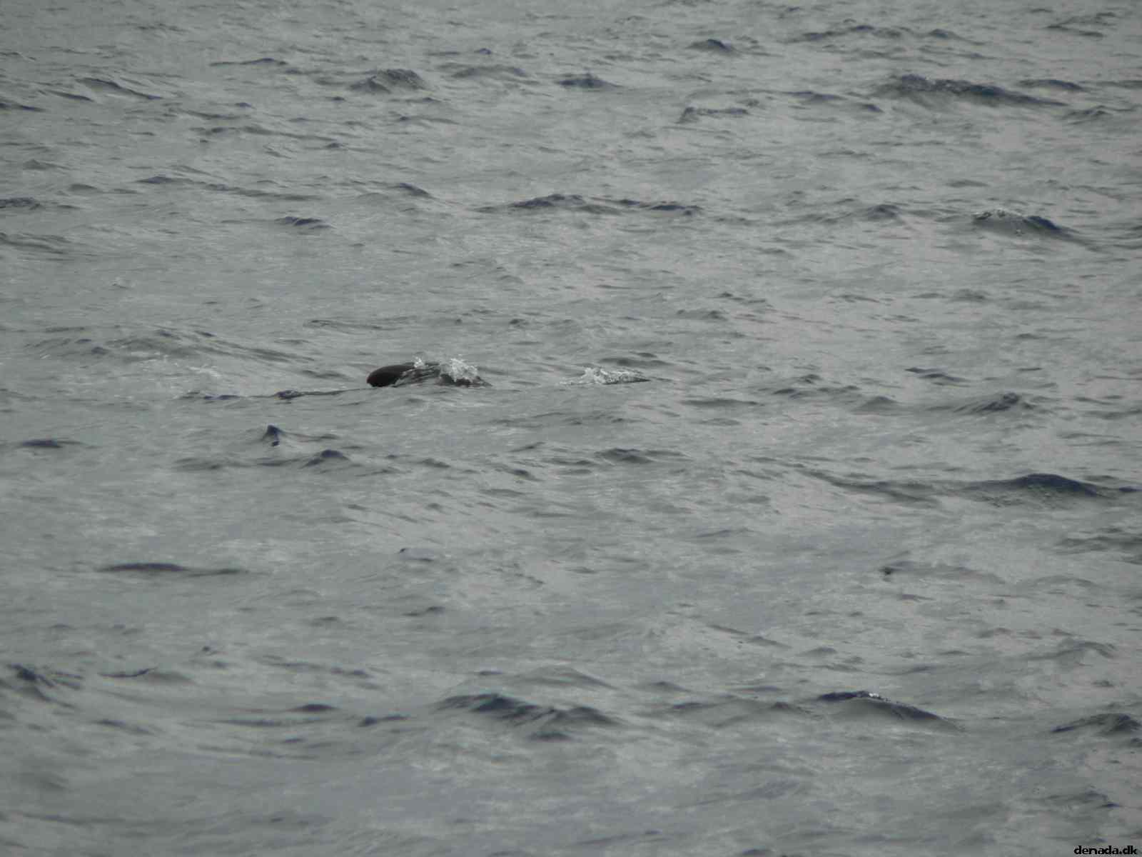 * Image 46