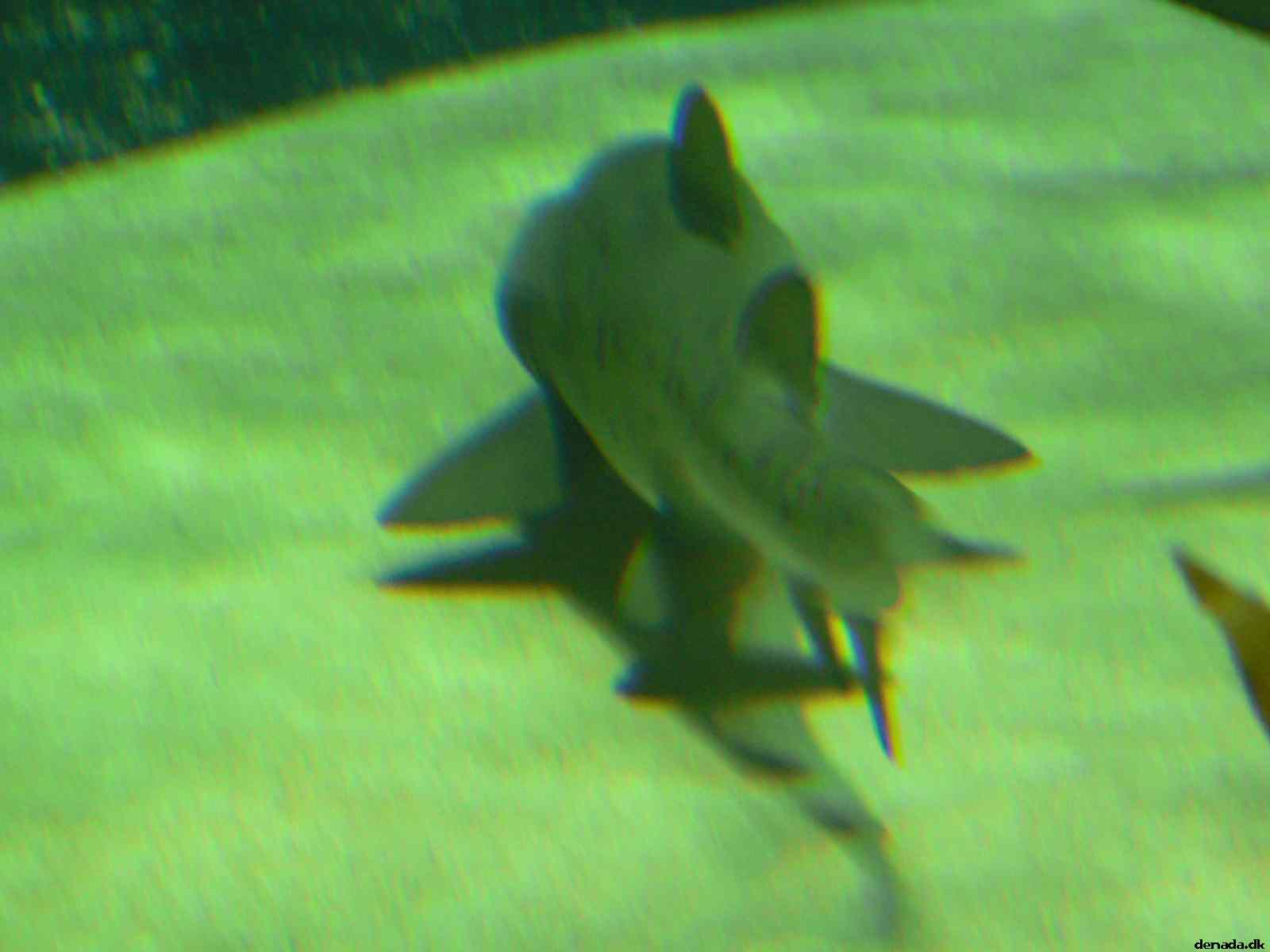 * Image 159