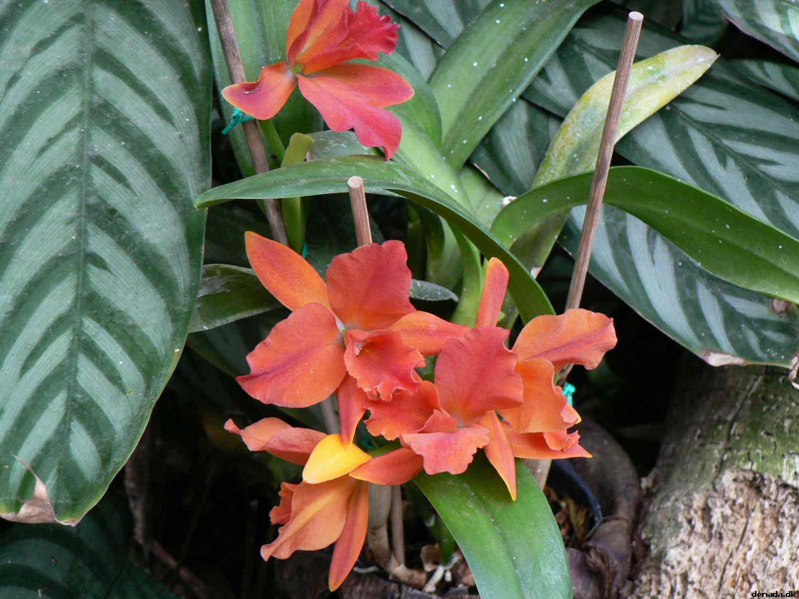 * Image 190