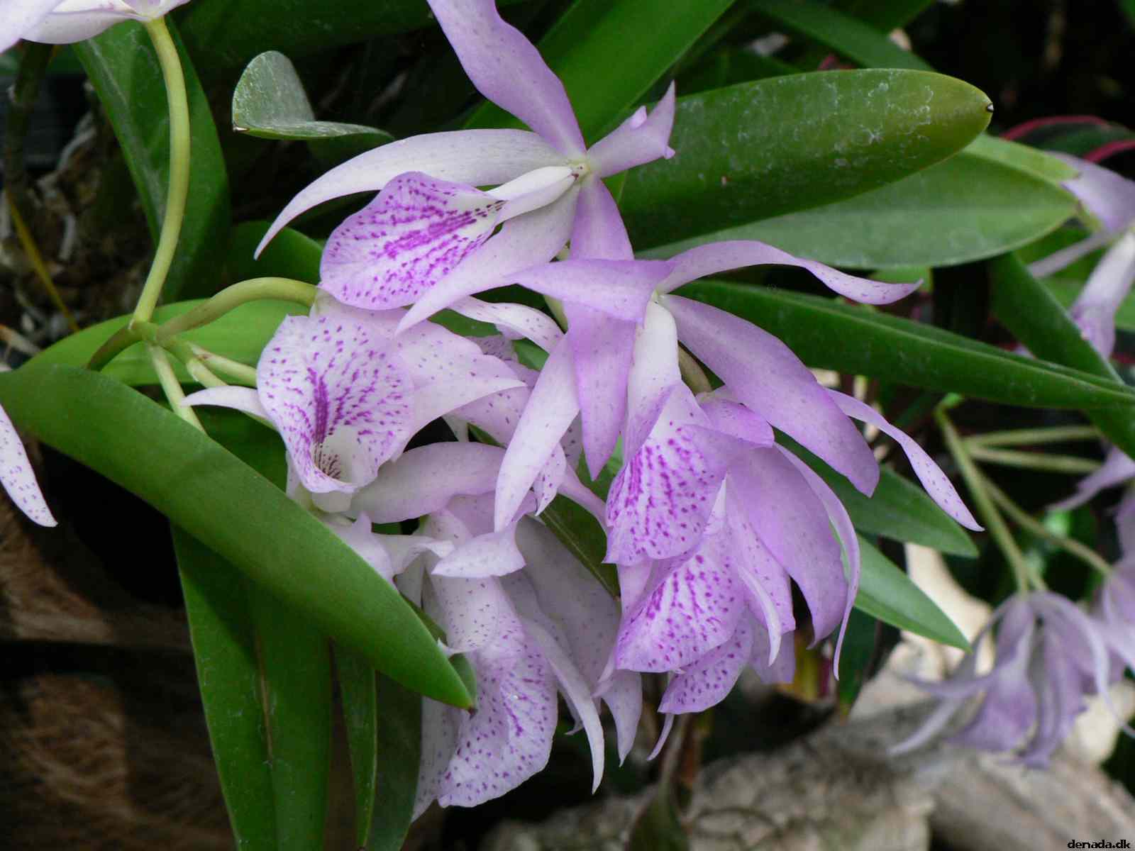 * Image 192