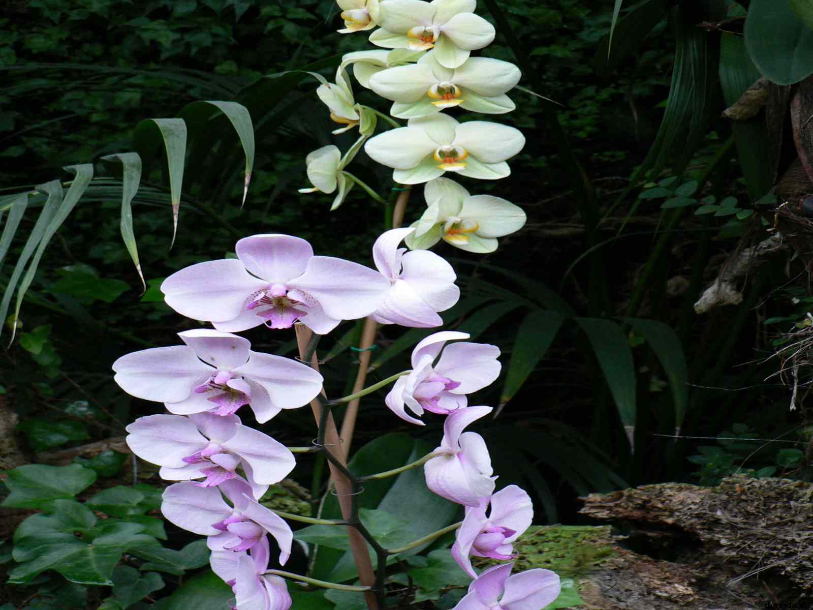 * Image 194
