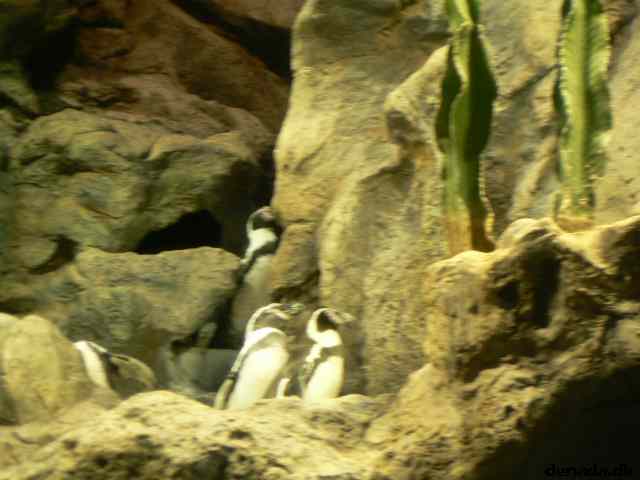 * Image 112