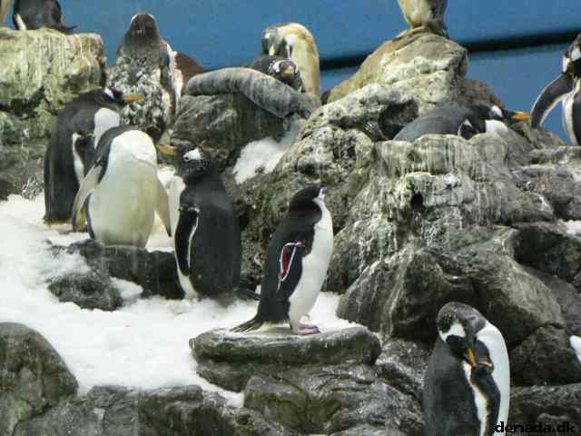 * Image 135