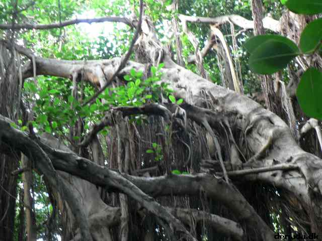* Image 175
