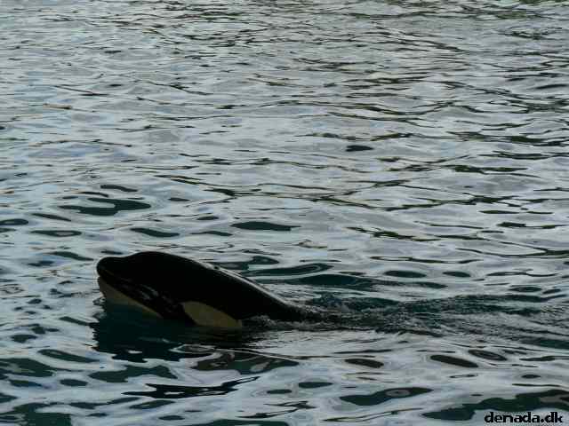 * Image 281