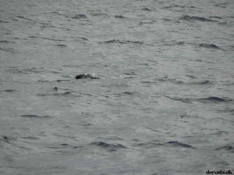 * Image 46