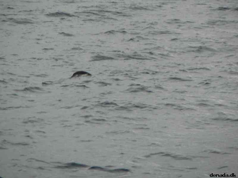 * Image 48