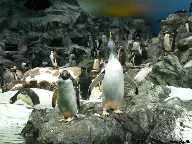 * Image 136