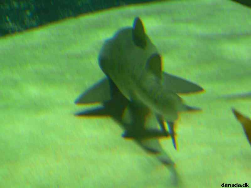 * Image 159