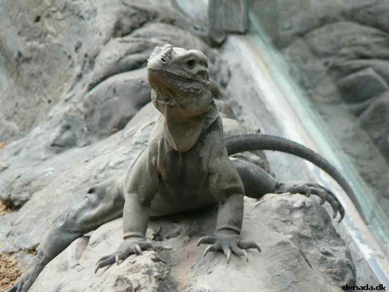* Image 184