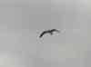 HPIM1712.JPG - 2007:01:26 16:42:21