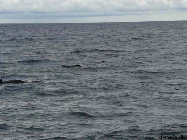 * Image 197