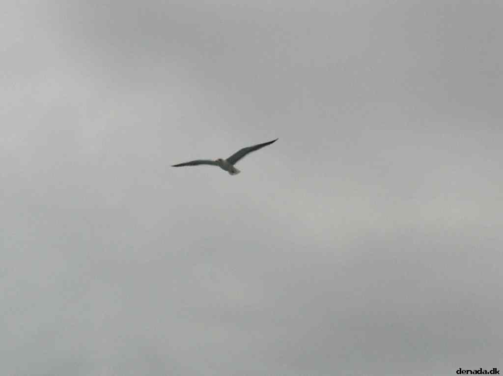 * Image 43