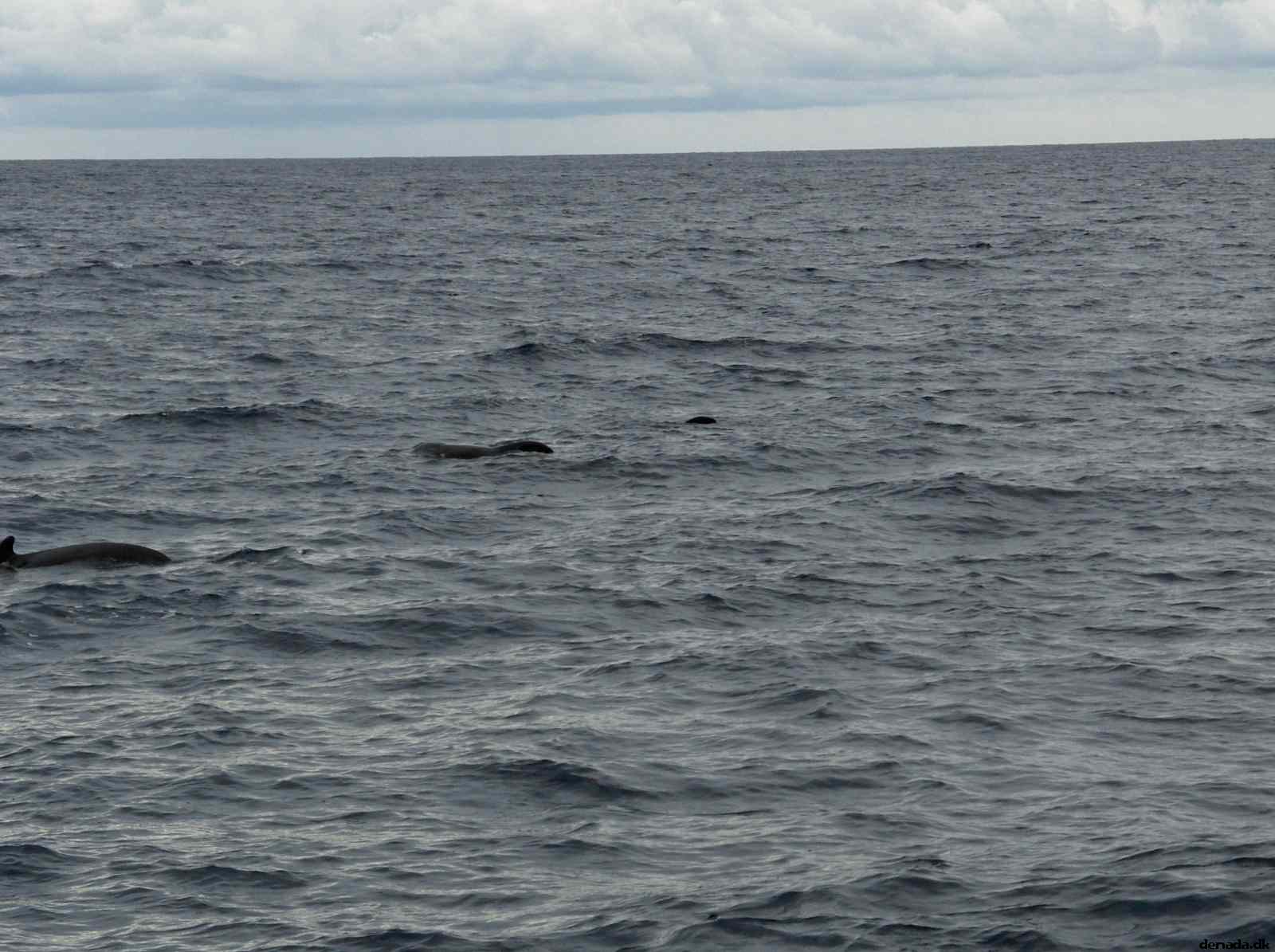 * Image 14