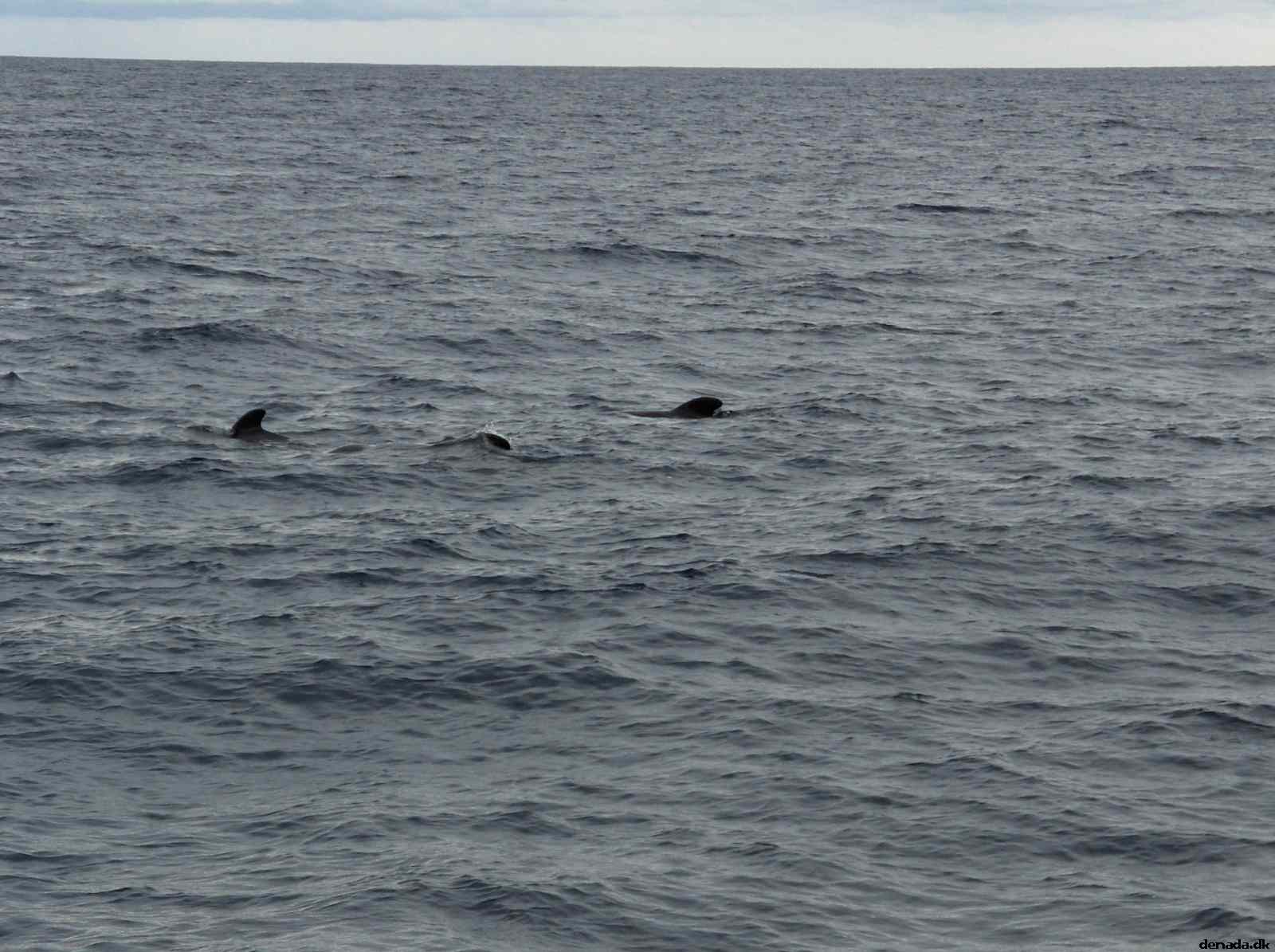 * Image 15