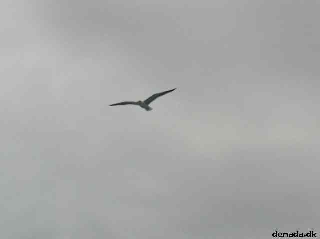* Image 43