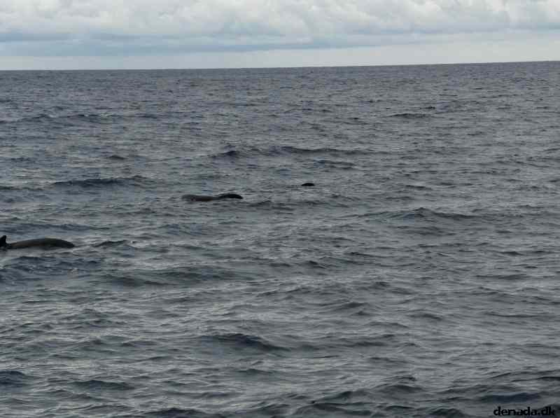 * Image 14
