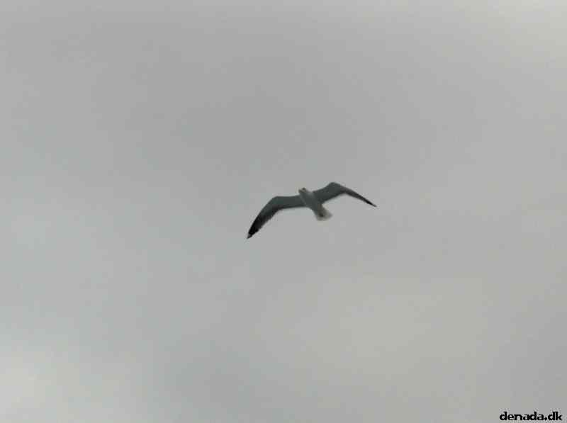 * Image 44