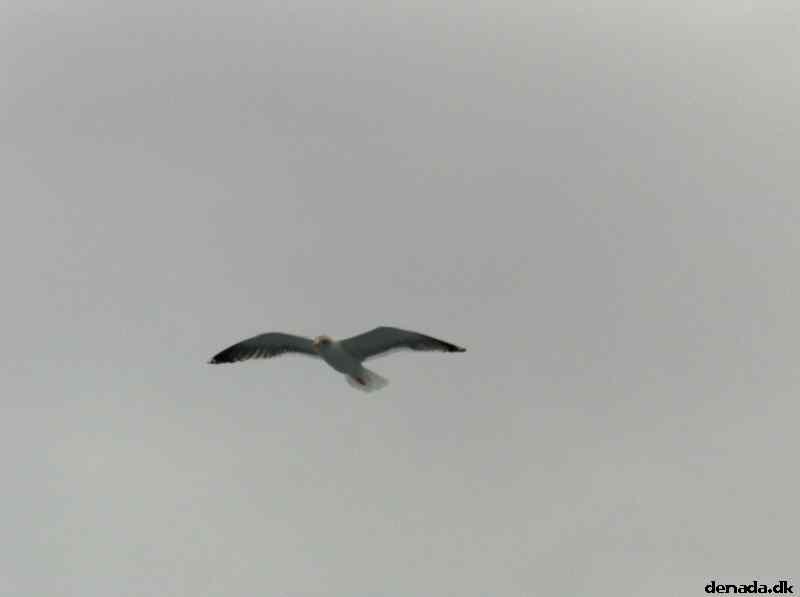 * Image 45