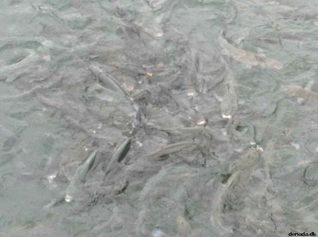 * Image 37