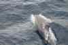 Tenerife_555.jpg - 2007:01:26 17:54:34
