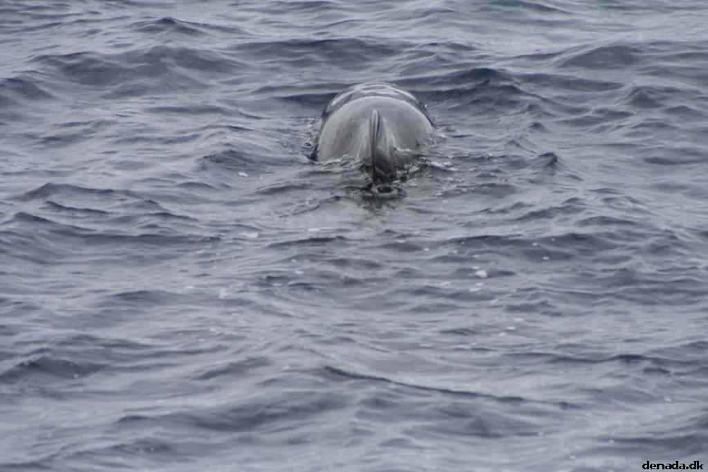 * Image 60