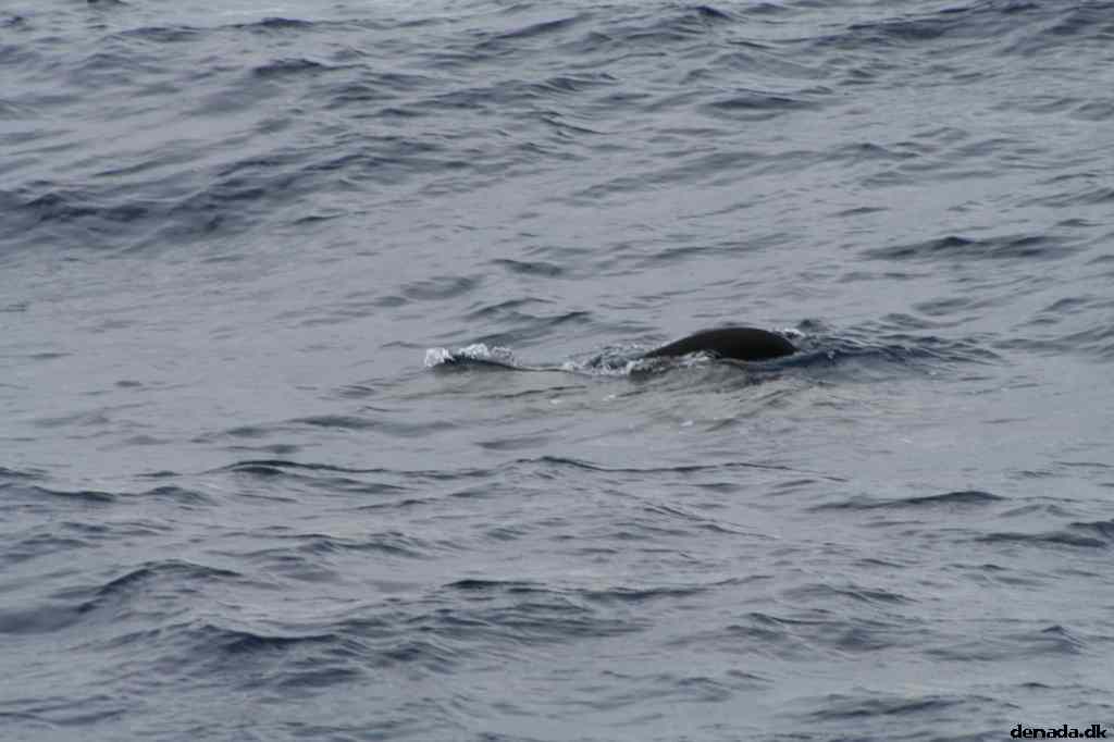 * Image 63