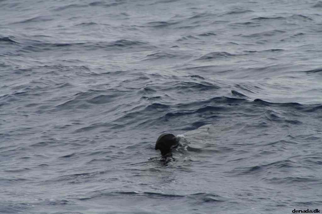 * Image 65