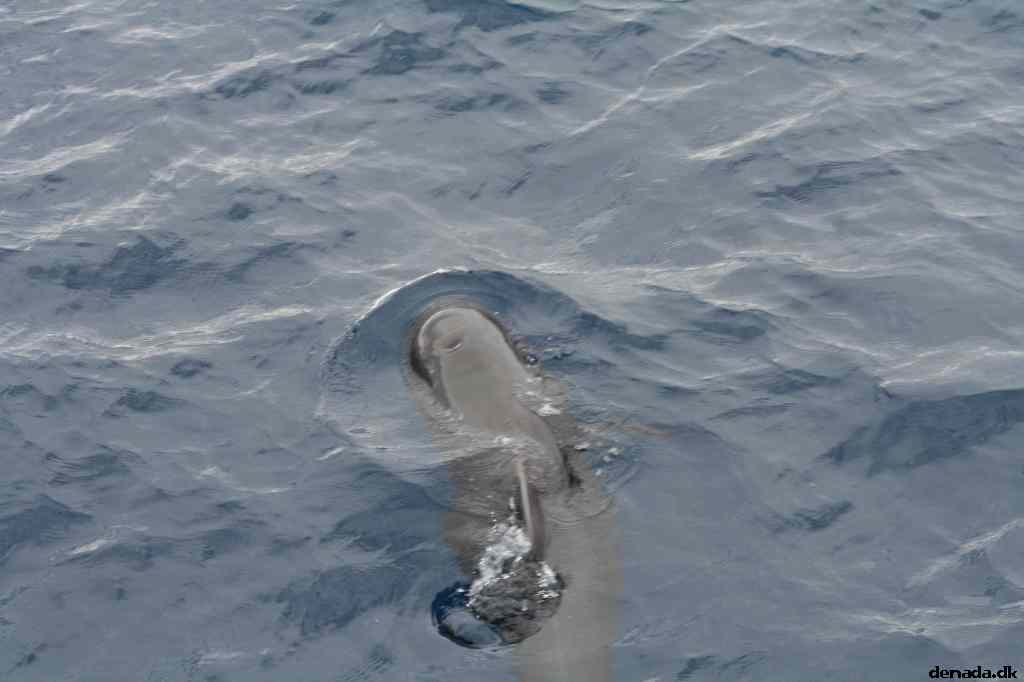 * Image 66