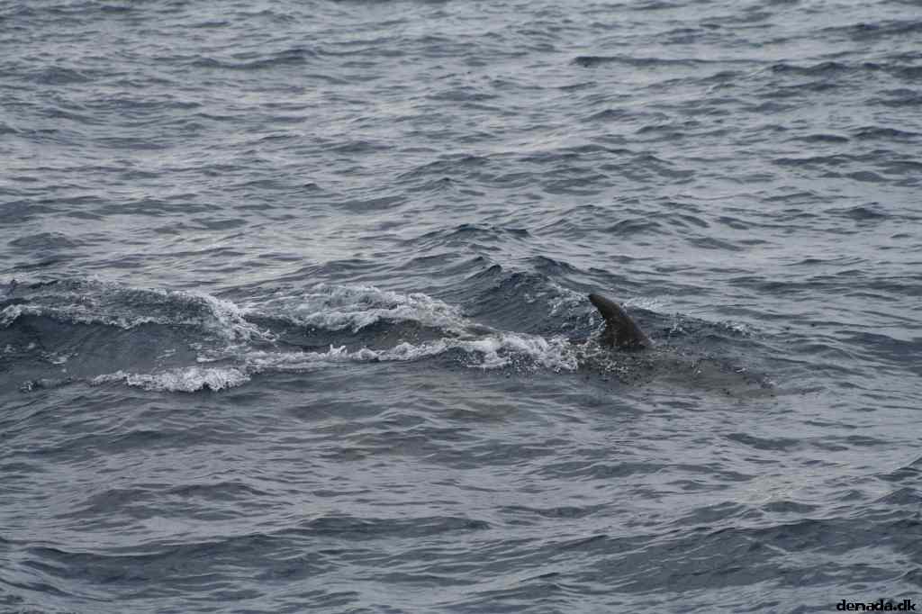 * Image 92