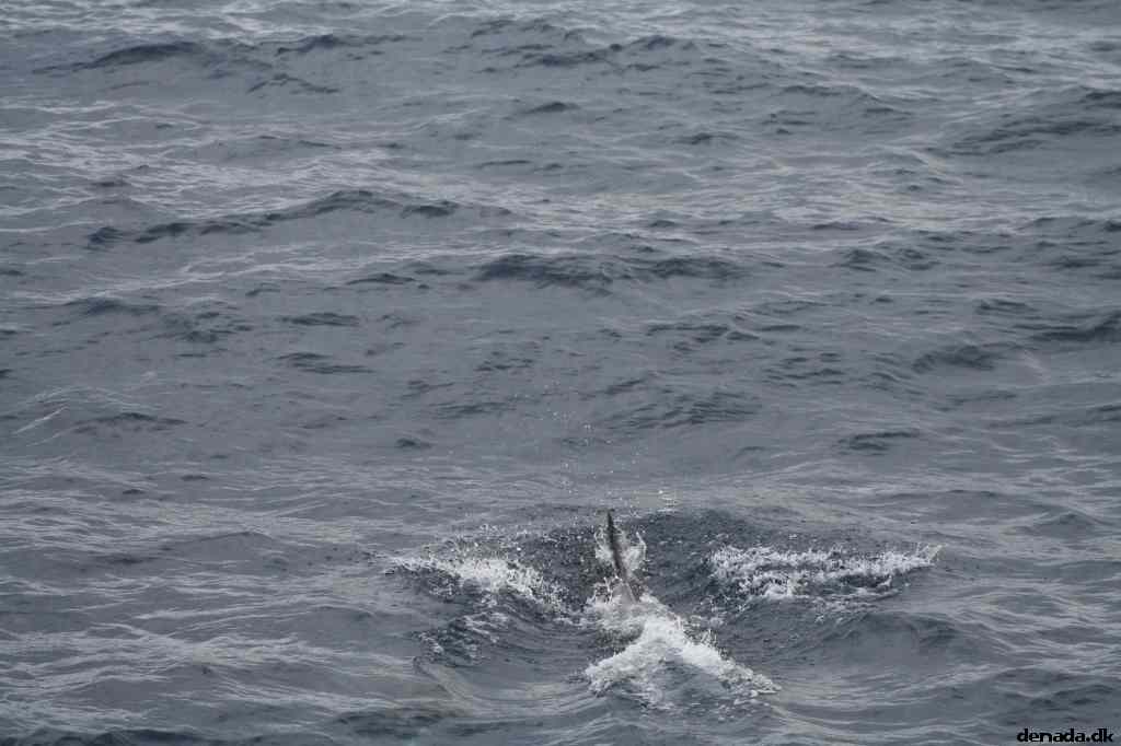 * Image 101