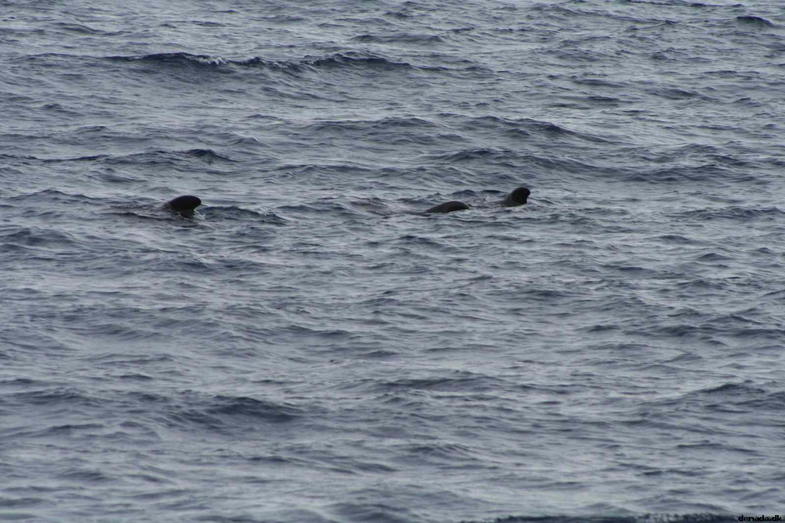 * Image 56