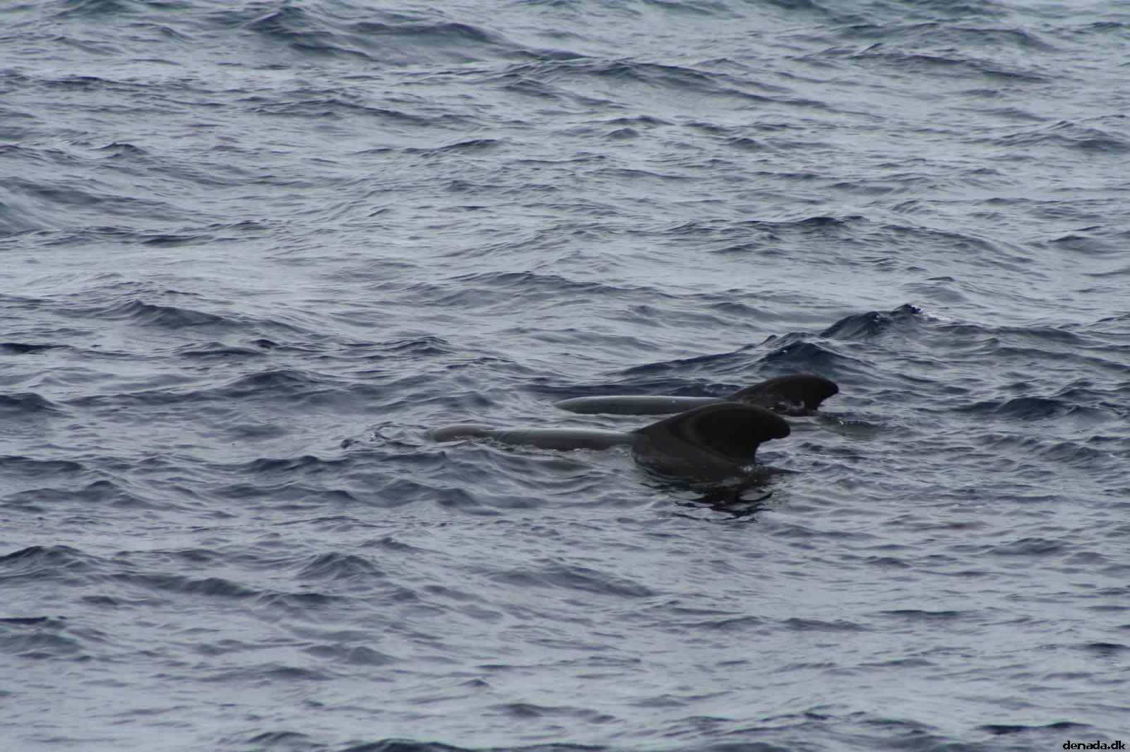 * Image 57