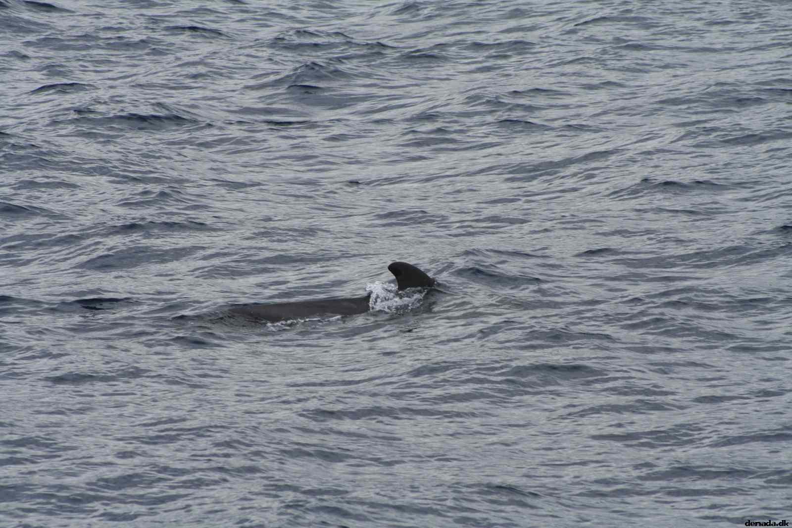 * Image 62