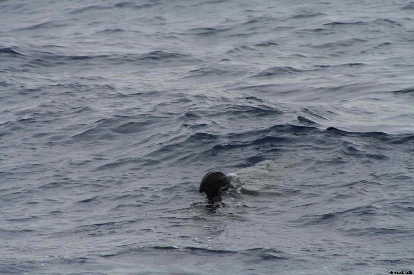 * Image 65